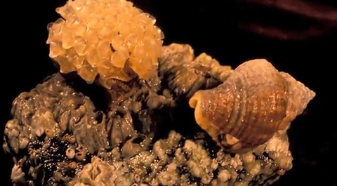 Ốc[-]sên[-]Solenosteira[-]macrospira[-]đực[-](trái)[-]mang[-]bọng[-]trứng[-]trên[-]lưng.